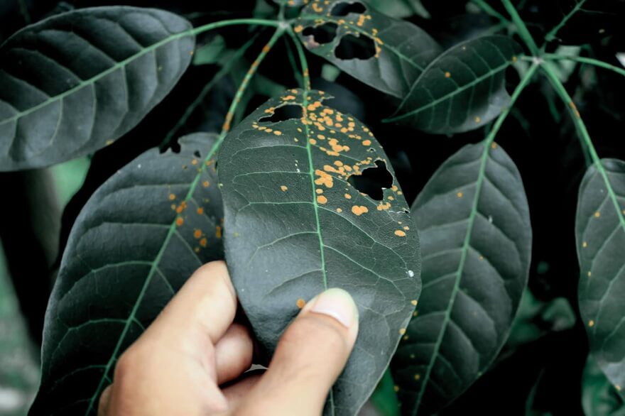 Rdza objawy na liściach